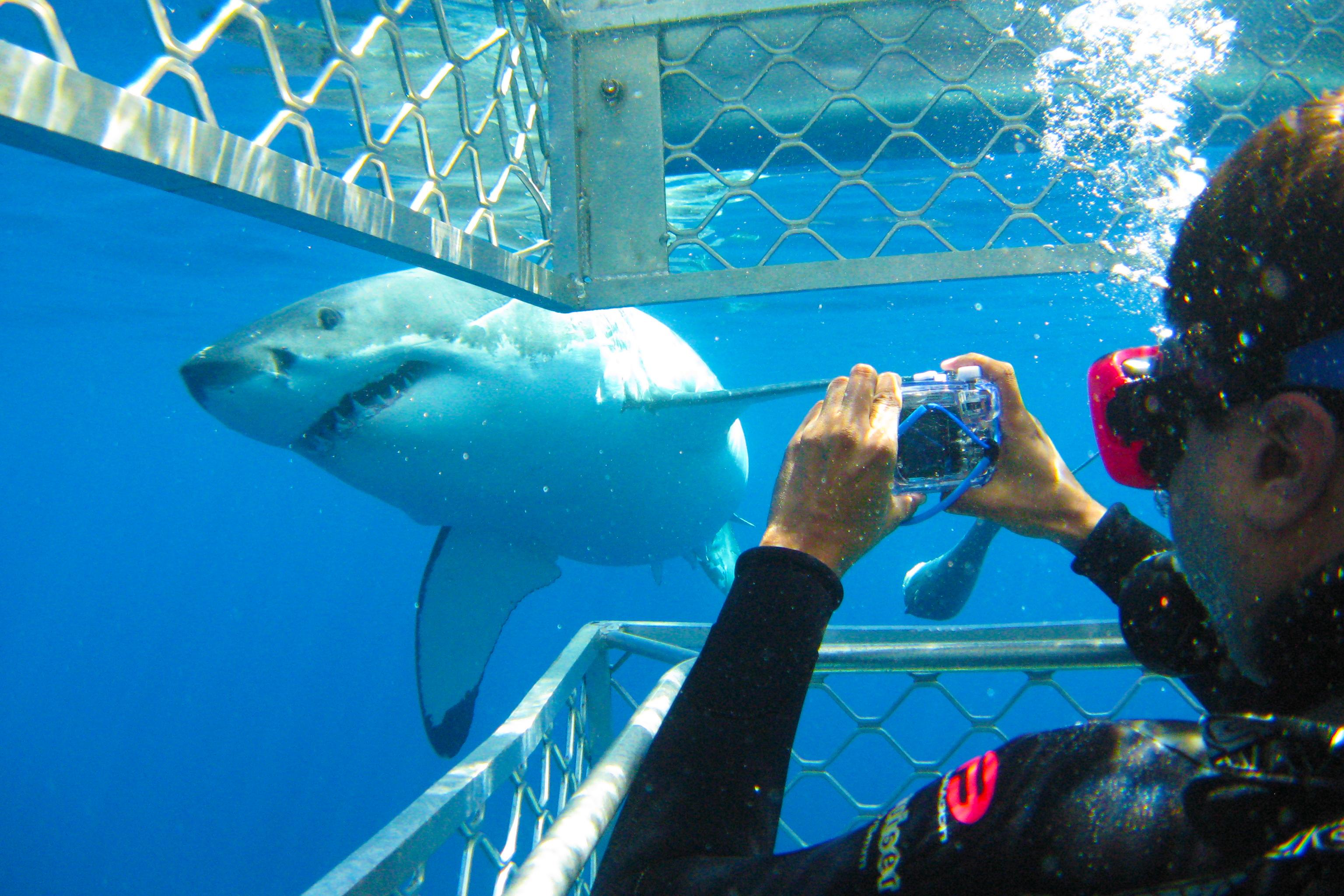 Port Lincoln YHA_SharkCageDiving.jpg