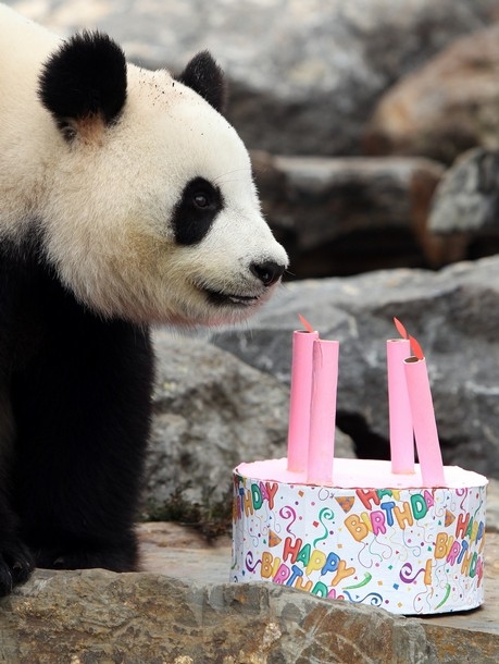 Funi the Panda enjoys eating her birthday cake to celebrate her first Australian.jpg