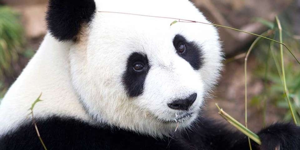 giant-panda1-960x480.jpg