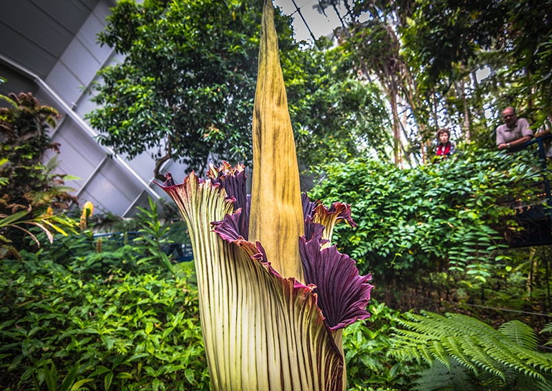 corpse-flower-botanic-1.jpg