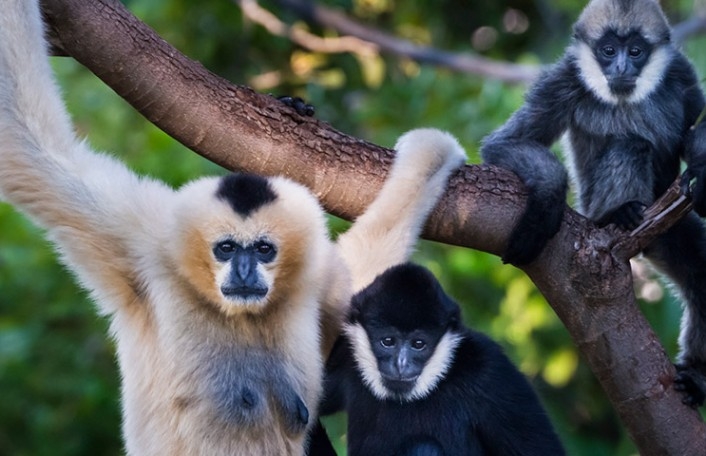 WhiteCheekedGibbon5Slider-706x456.jpg