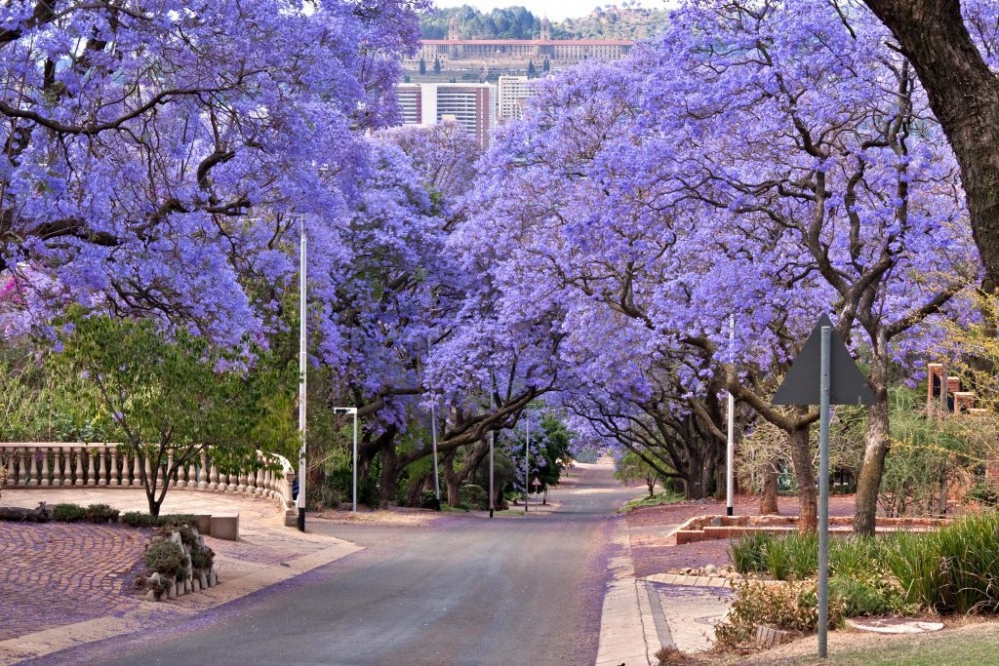 australia_sydney_jacaranda_7_1024x1024.jpg