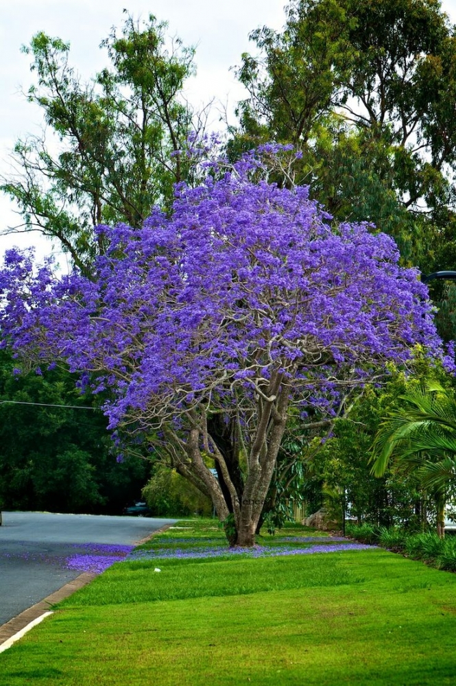 f1efbc386668091d7b01b02c880e5f92--backyard-trees-garden-trees.jpg