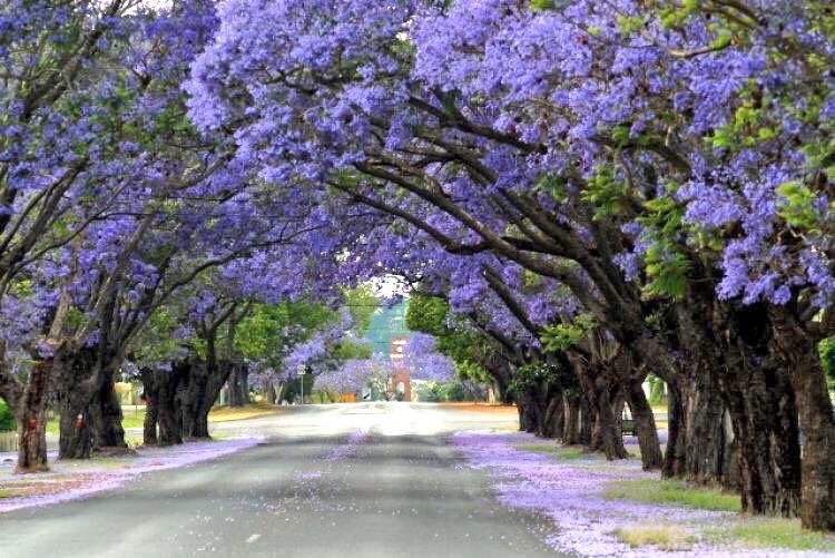 jacaranda_lined_street_in_pretoriaa6fed01.jpg