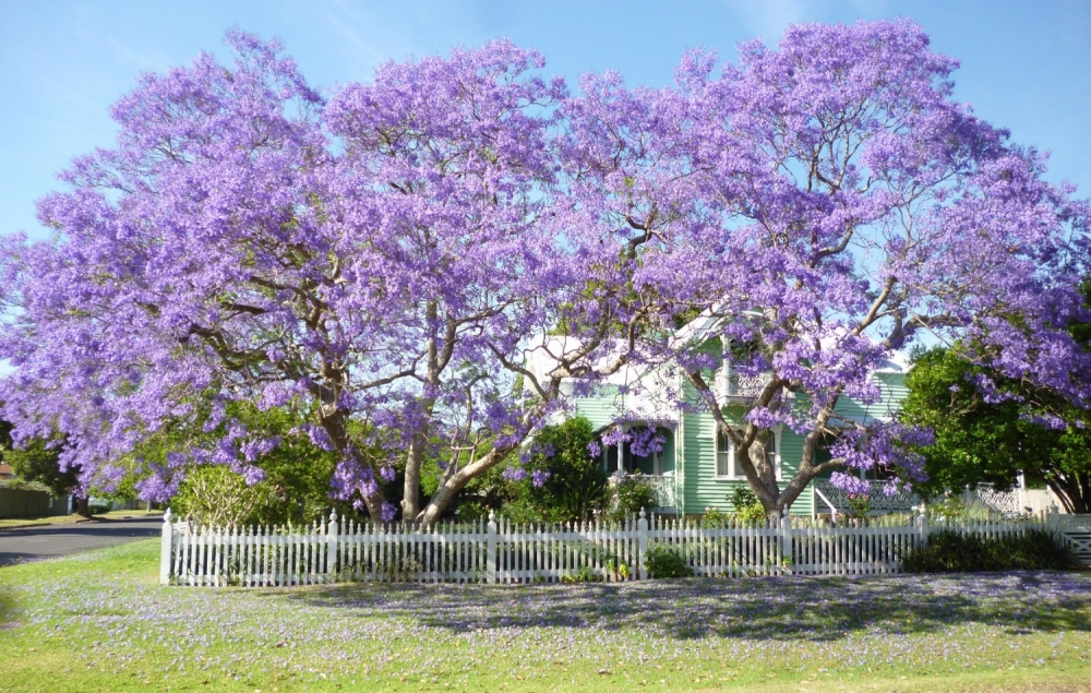 Jacarandas at Meroogal_Nov 2014_Tony Boland (2)_0.jpg