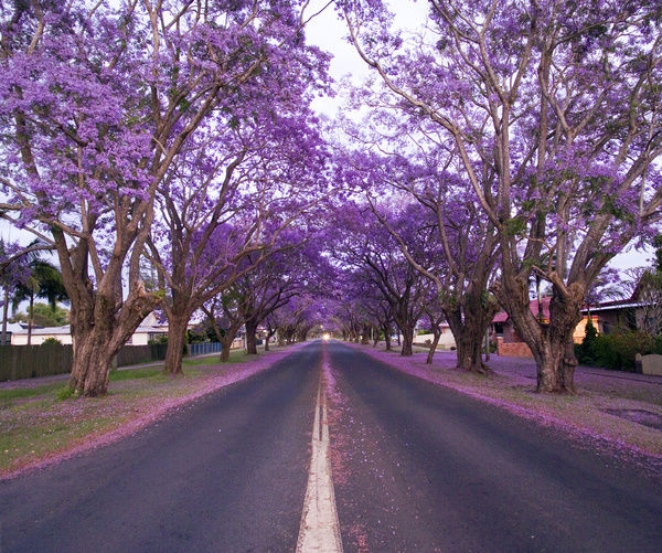 jacaranda-trees-grafton-nsw-australia-11341602.jpg