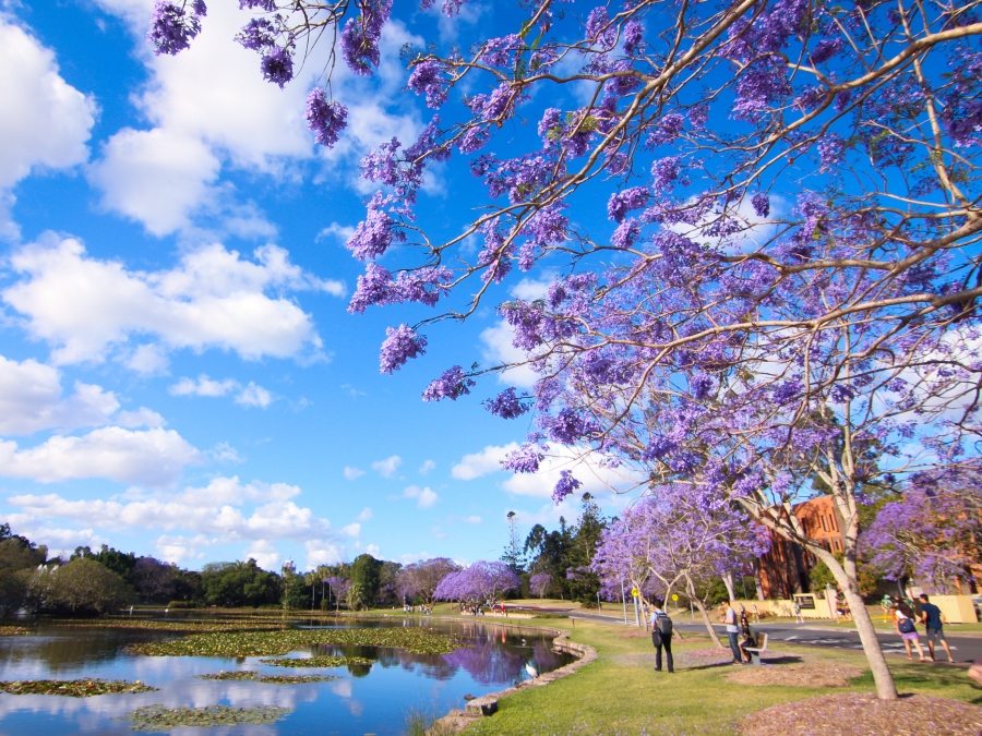 Jacaranda_011.JPG