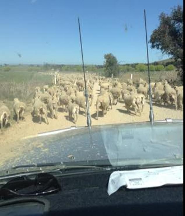 6148950-6386515-Talk_about_a_road_block_sheep_are_a_hazard_on_Australian_roads_H.jpg
