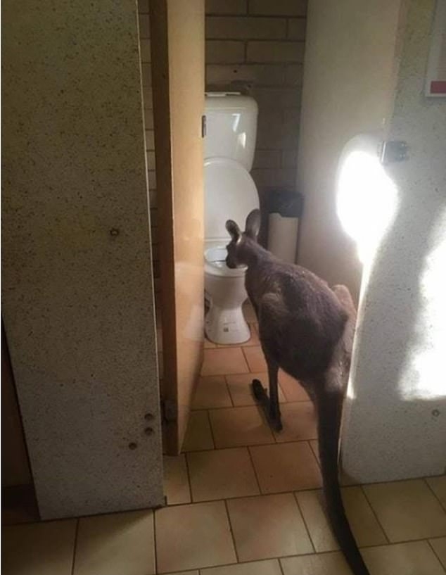 6149972-6386515-Kangaroos_hop_out_at_any_moment_in_Australia_it_seems_This_one_w.jpg
