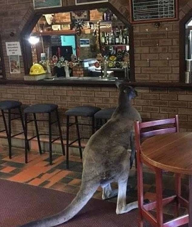 6149974-6386515-A_kangaroo_was_a_bit_early_for_happy_hour_he_was_seen_waiting_at.jpg