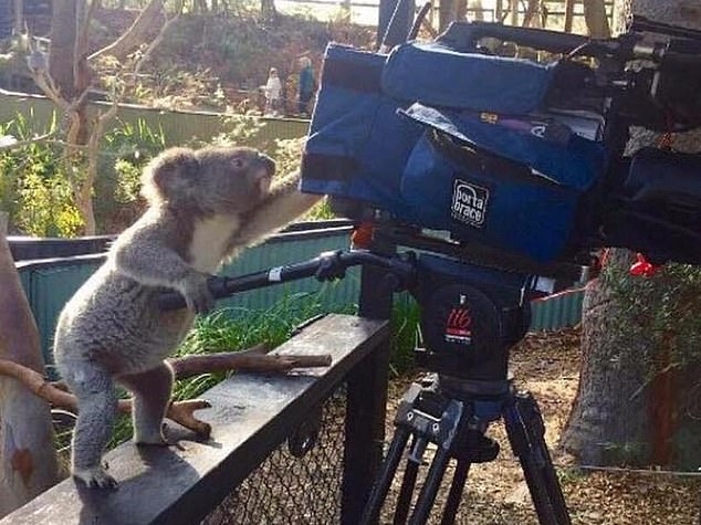 6149976-6386515-Could_this_be_the_cutest_thing_you_ve_ever_seen_A_koala_tries_to.jpg
