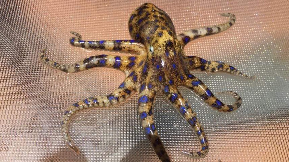 http---prod.static9.net.au-_-media-2018-12-04-10-01-181204-blue-ringed-octopus-WA-1.jpg