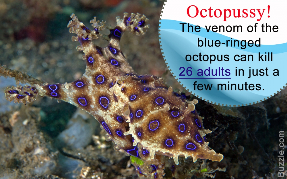 1200-230563-blue-ringed-octopus-facts.jpg