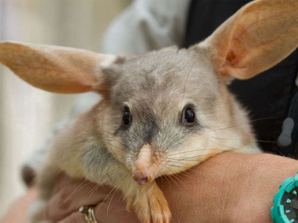 Bilby_Mobile_1024x768.jpg