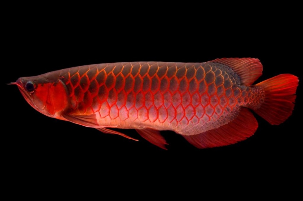 01arowana.adapt_.1190.1-1024x680.jpg