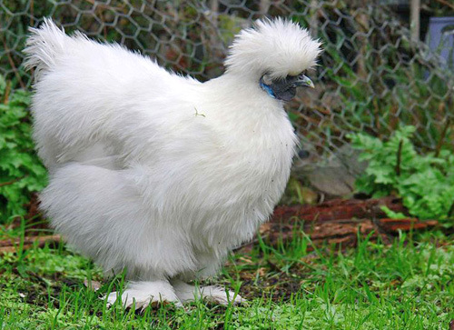 white-silky.jpg
