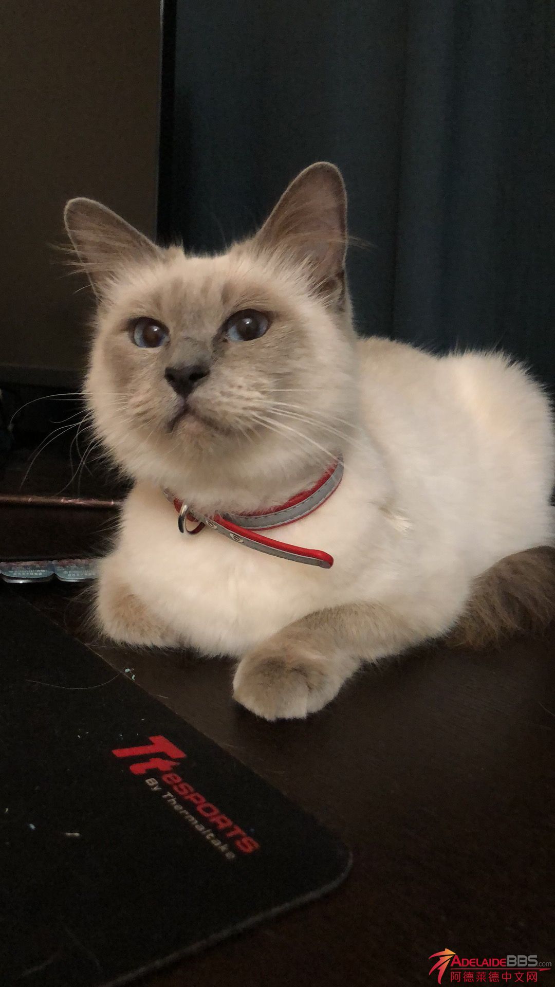 Nala.jpg