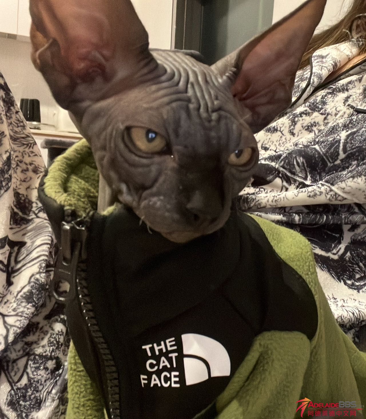 Weixin Image_20230730213125.jpg